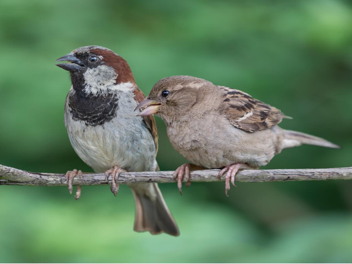 Una pareja de gorriones sobre una rama.