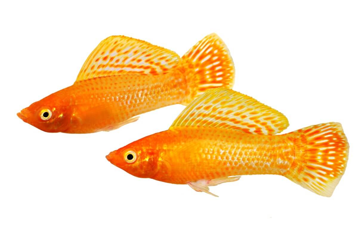 Una pareja de mollys.