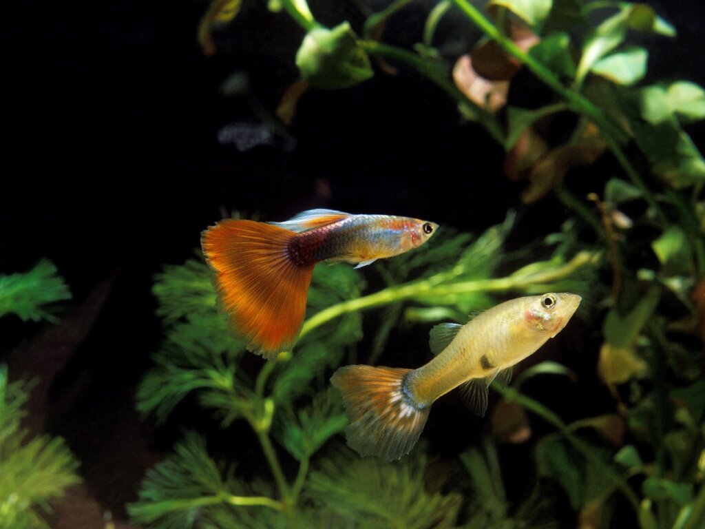 Una pareja de peces guppy.