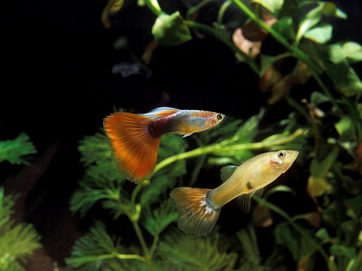 Een paar visjes in een aquarium