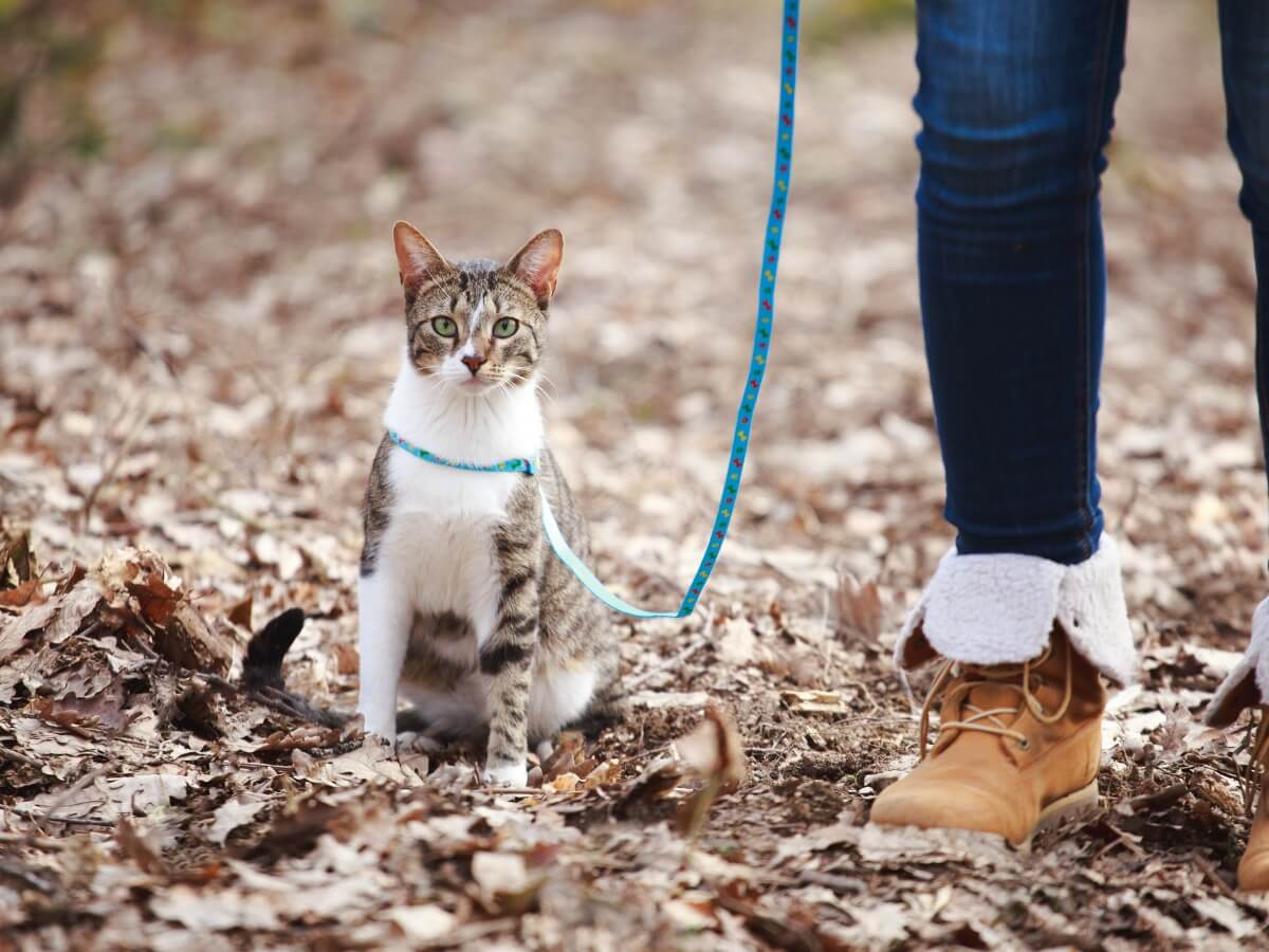 Un gato siendo paseado.