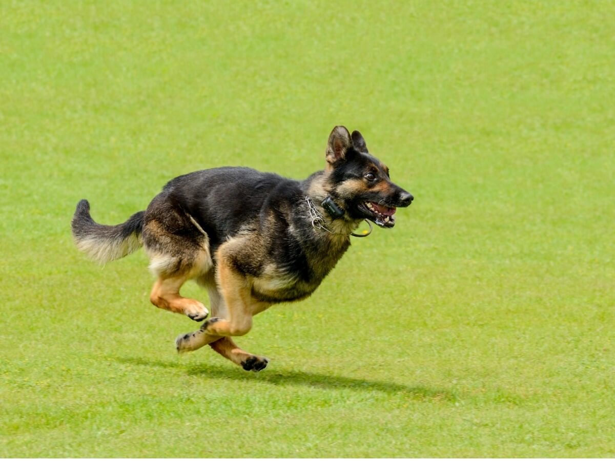 A Belgian shepherd who runs.