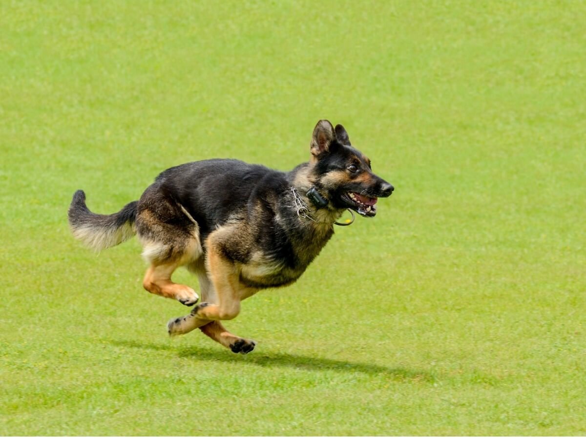 En vallhund som springer.