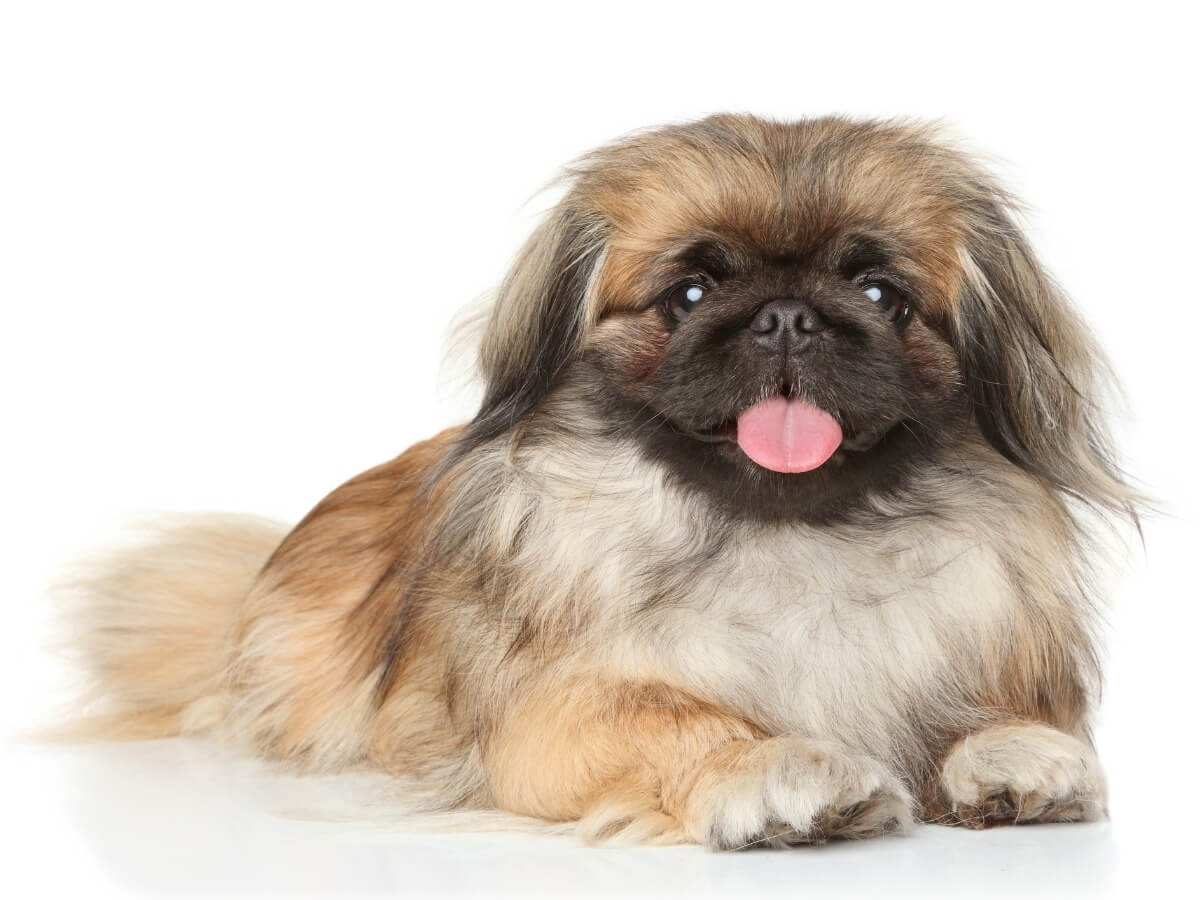 Un pekinés.