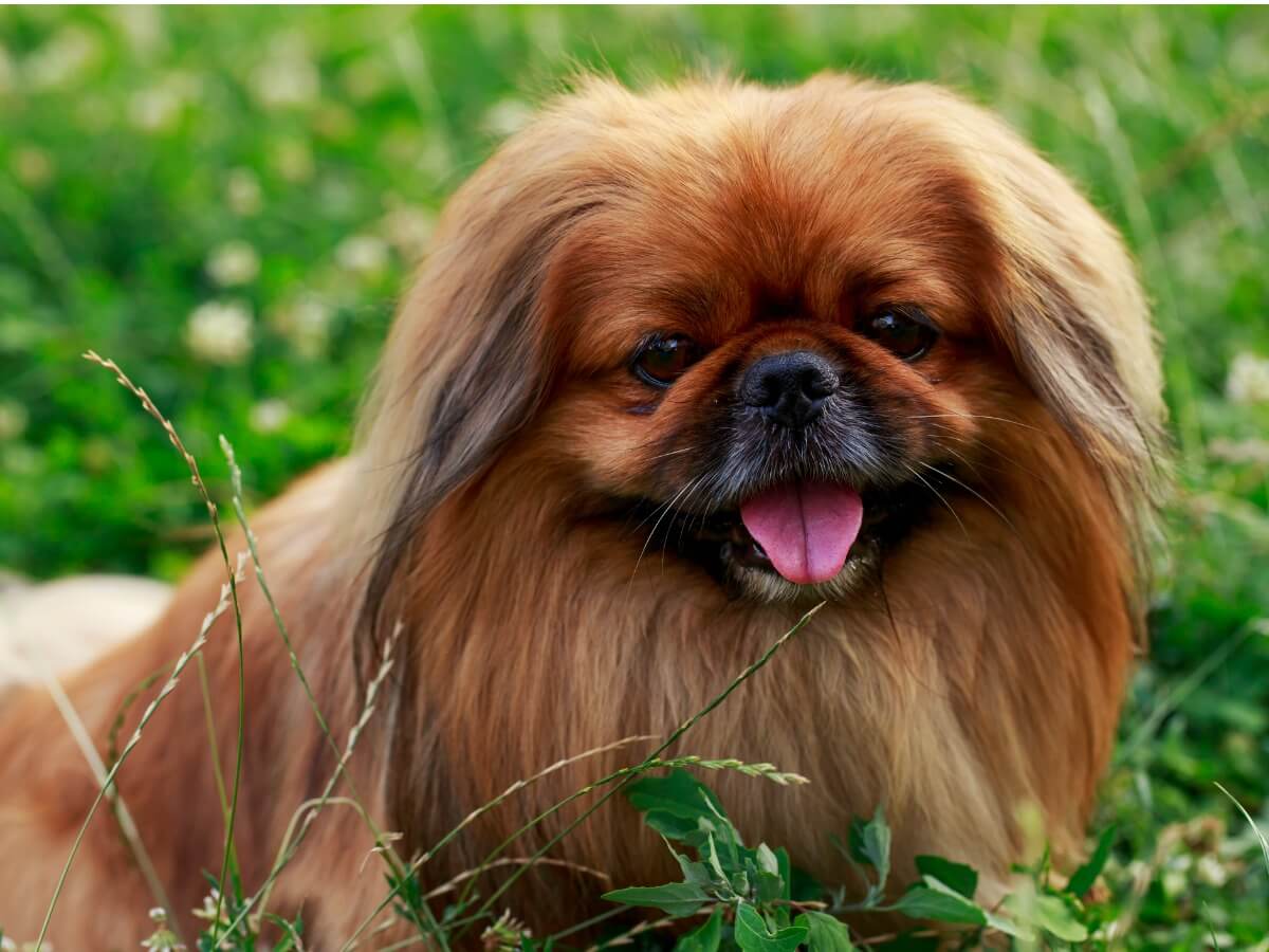 Los cuidados del pekinés son muy específicos.