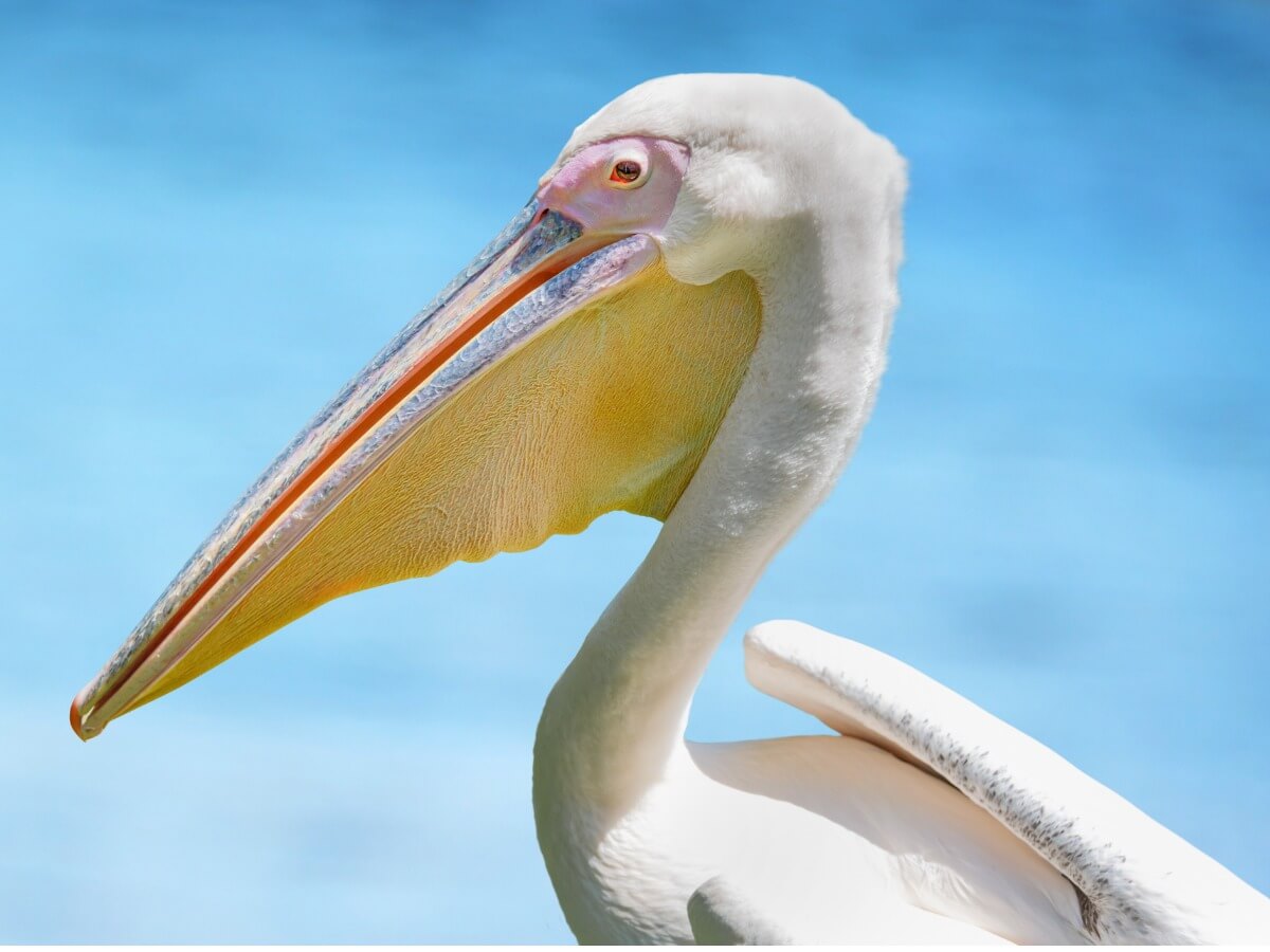 This is one of a kind of pelicans.
