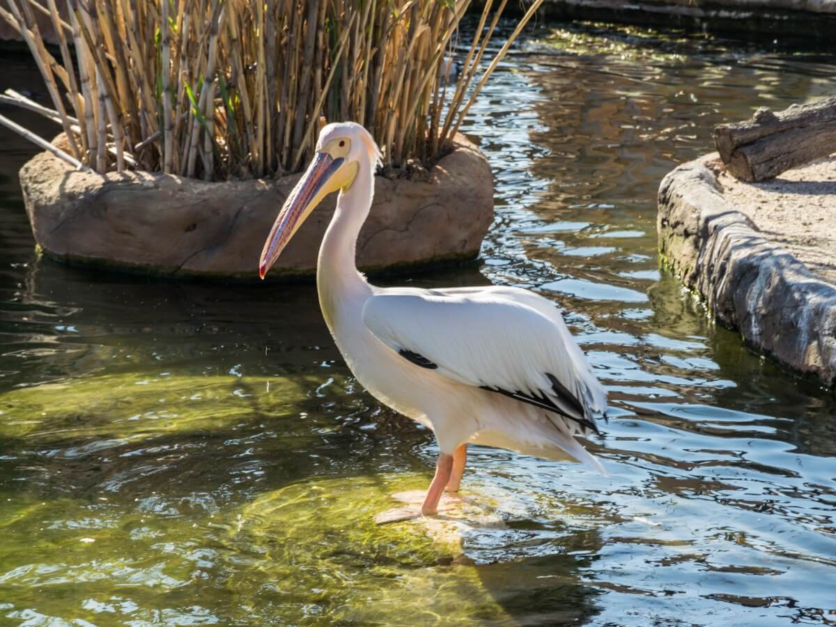 One of a kind of pelicans.
