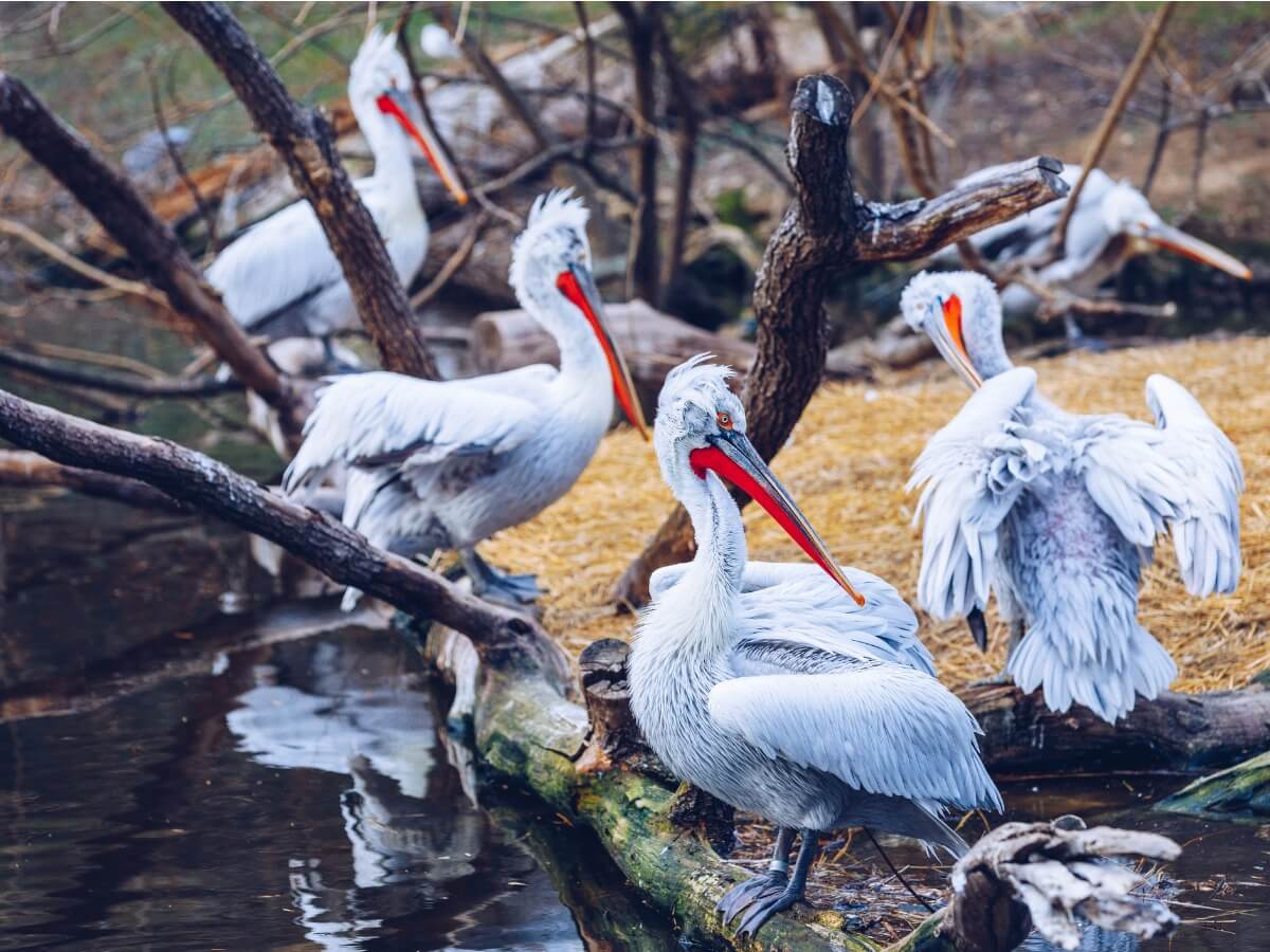 A group of Dalmatian pelicans.