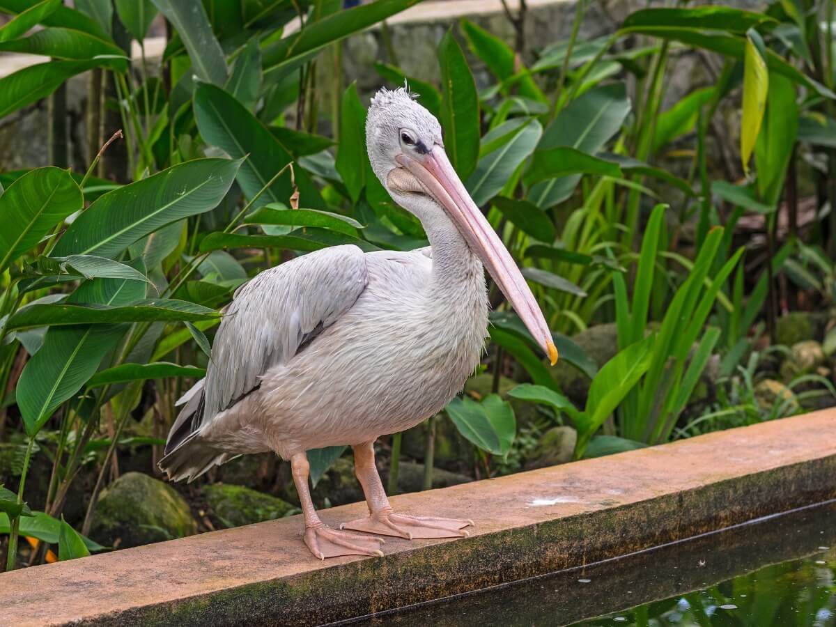 Un des types de pélicans.