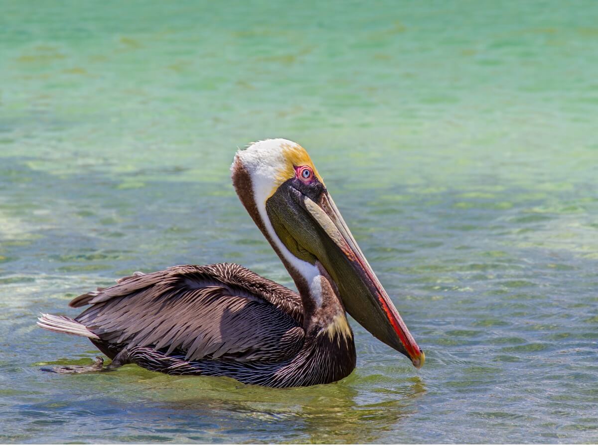 A western pelican.
