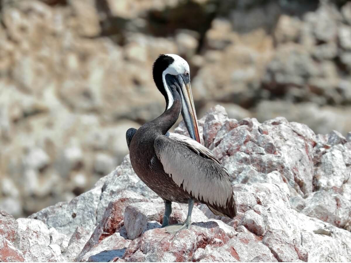 One of a kind of pelicans.