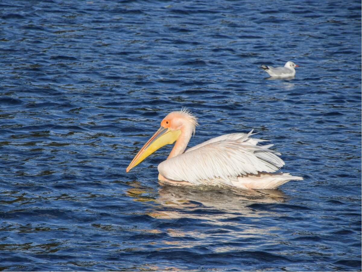 Un pélican gris.