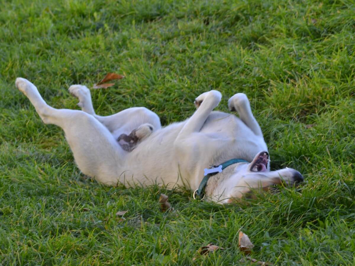 Paraphimose - Hund liegt auf dem Rücken.