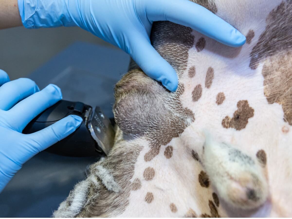 Canine Paraphimose gilt als tierärztlicher Notfall.