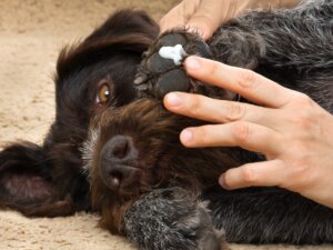 Permetrina para perros: dosis y efectos secundarios
