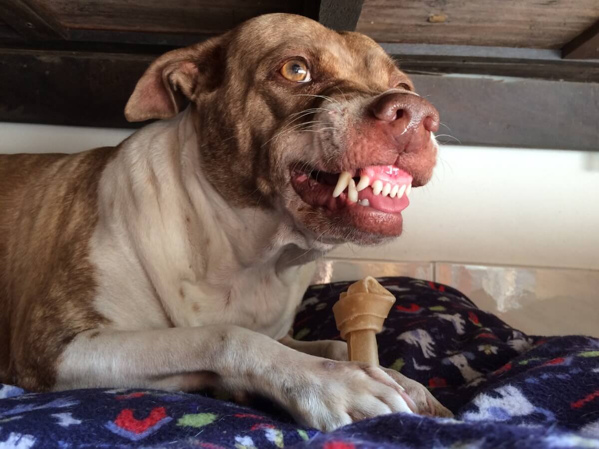 Warum knurrt mein Hund, wenn er spielt?