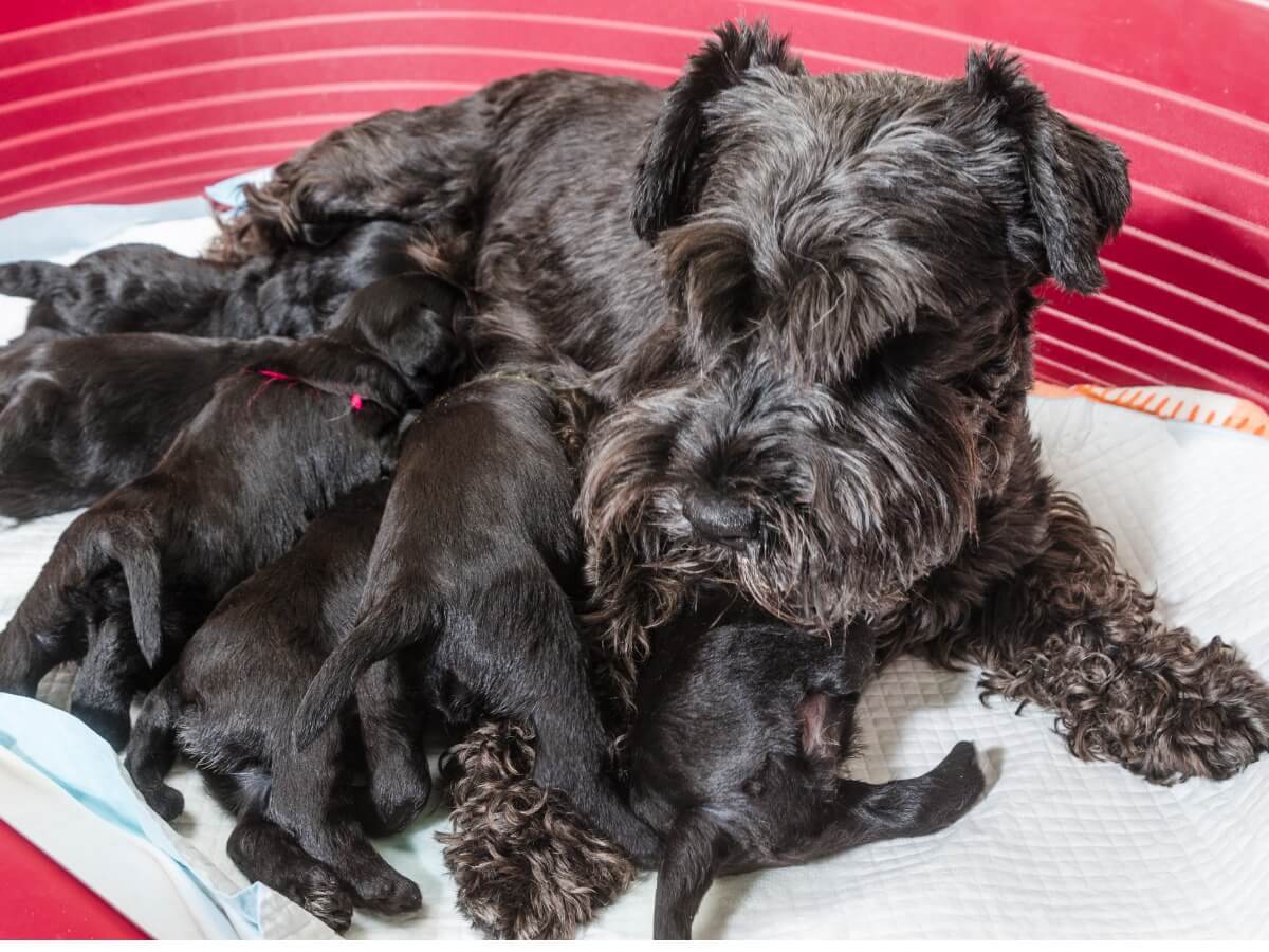 A dog with her puppies.