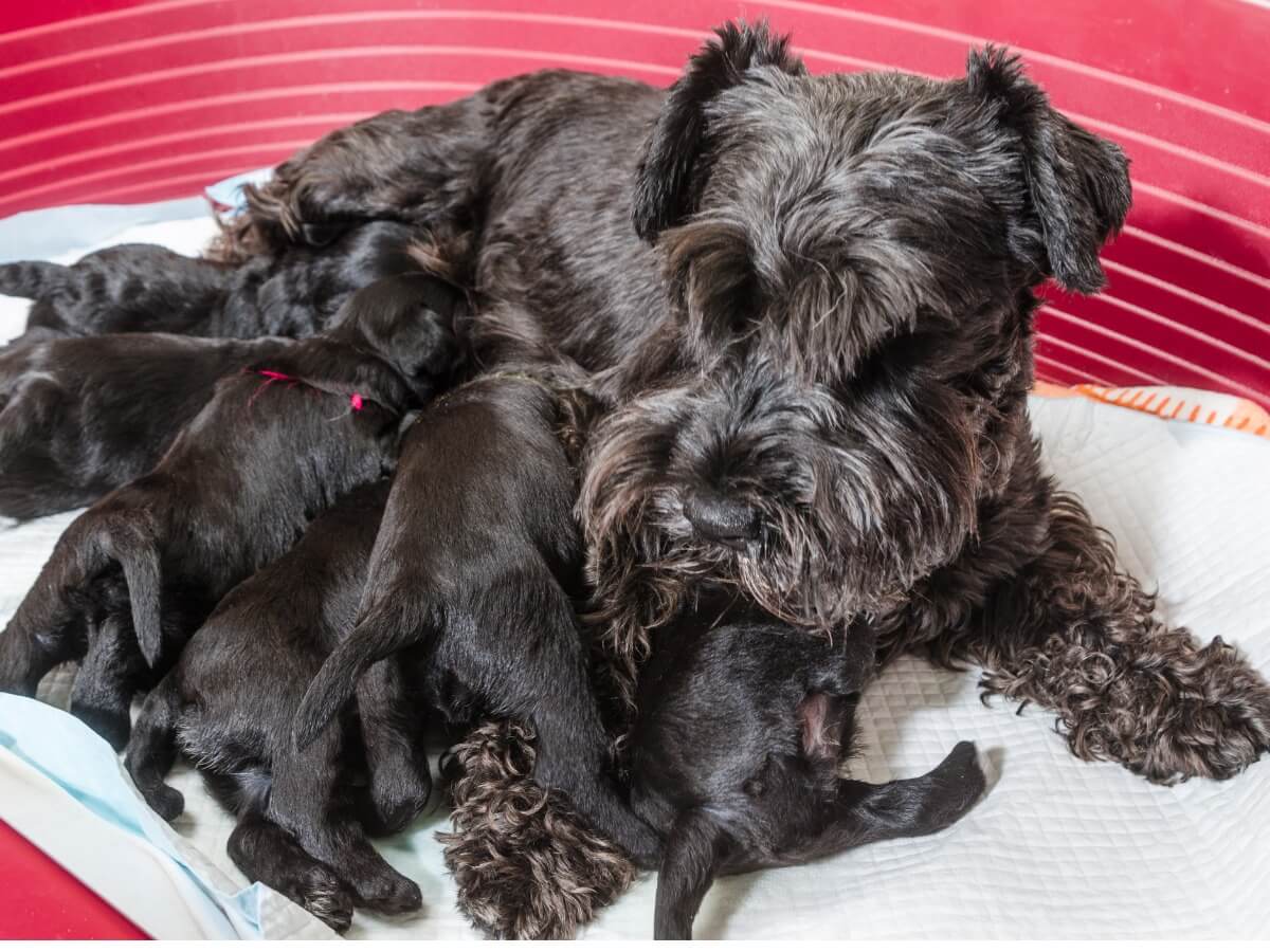 Una perra amamantando a sus cachorros.