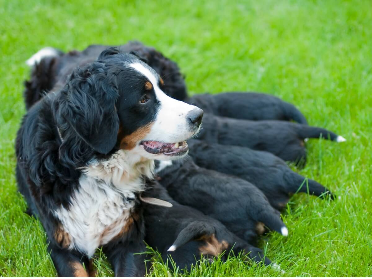¿Sabes cuáles son los cuidados de una perra después de la cesárea?