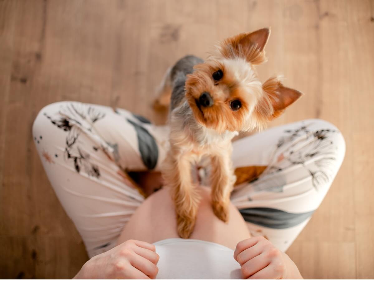 En tispe med en gravid kvinne.