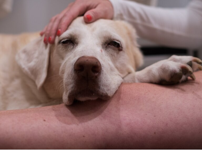 5 causas de cáncer en perros y cómo evitarlo