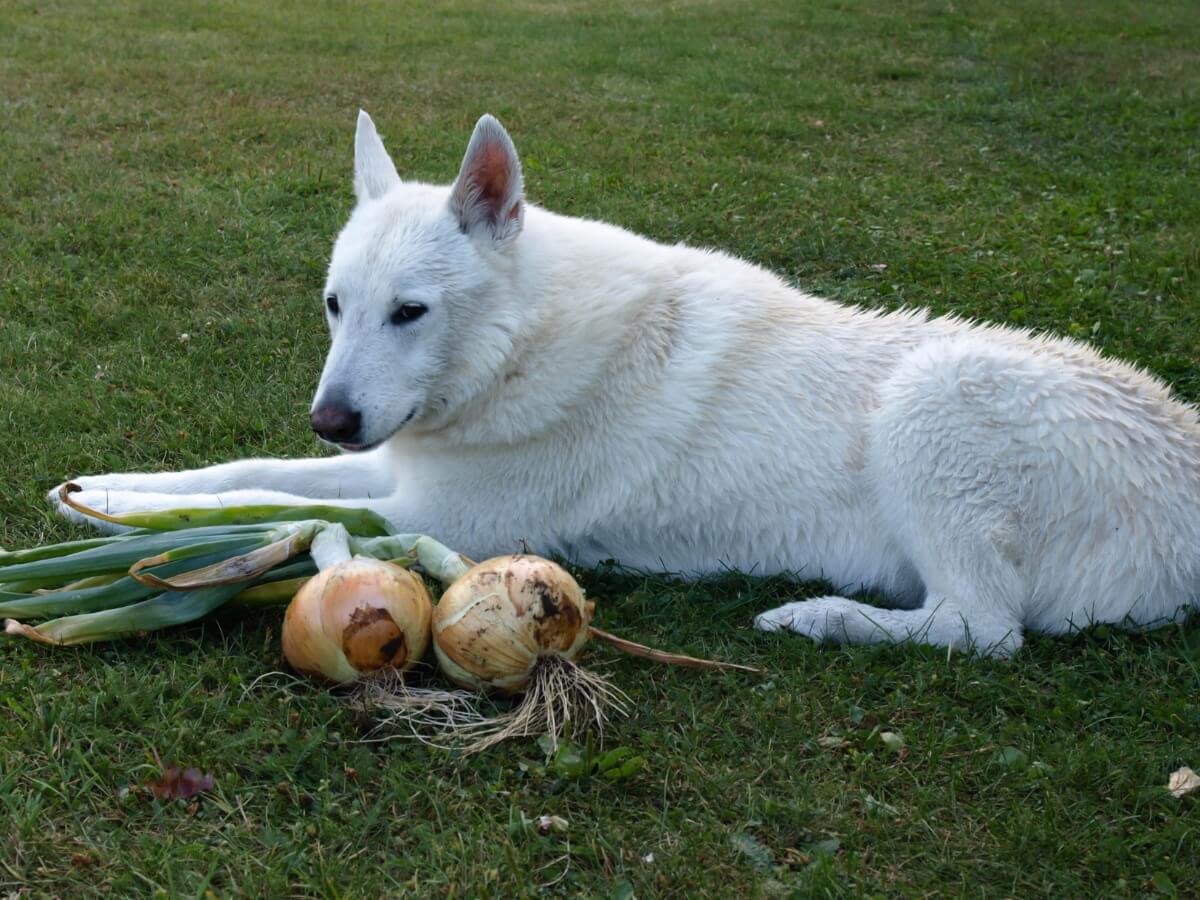 Un perro comiéndose una cebolla.