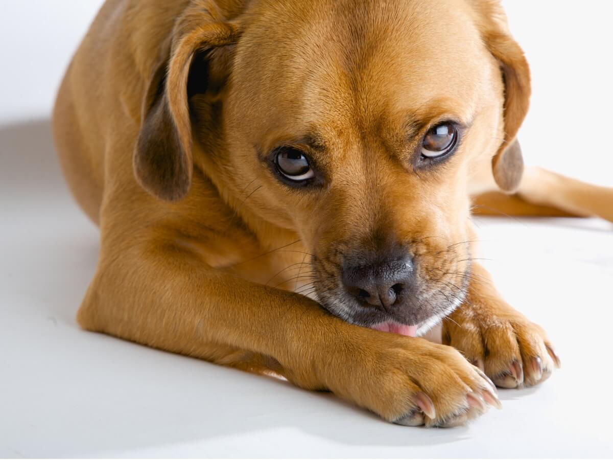 Pourquoi mon chien suce-t-il ses pattes tout le temps ?