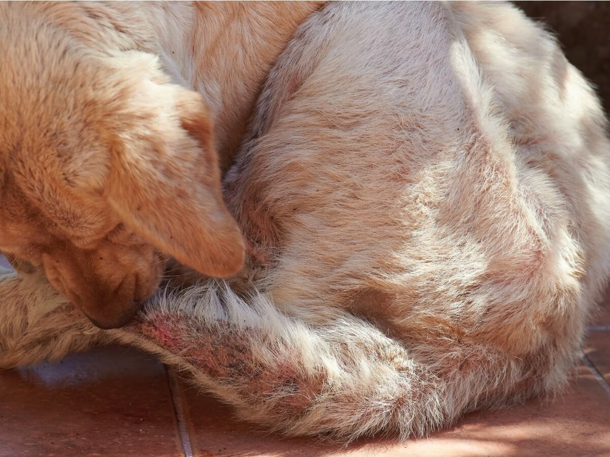 Un perro con la cola dañada por exceso de seborrea.
