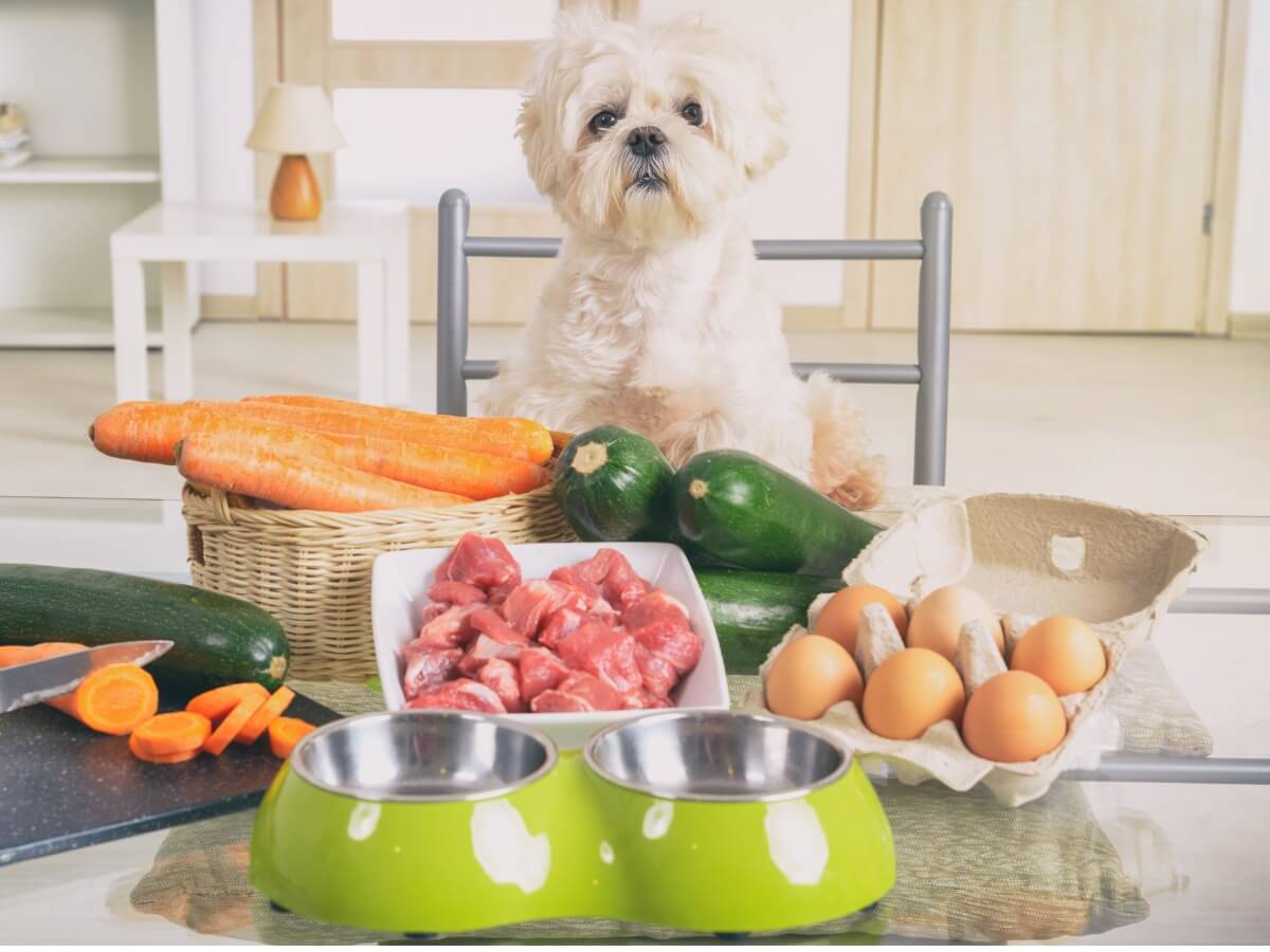 Hund mit Anämie - Gemüse, Eier, Fleisch