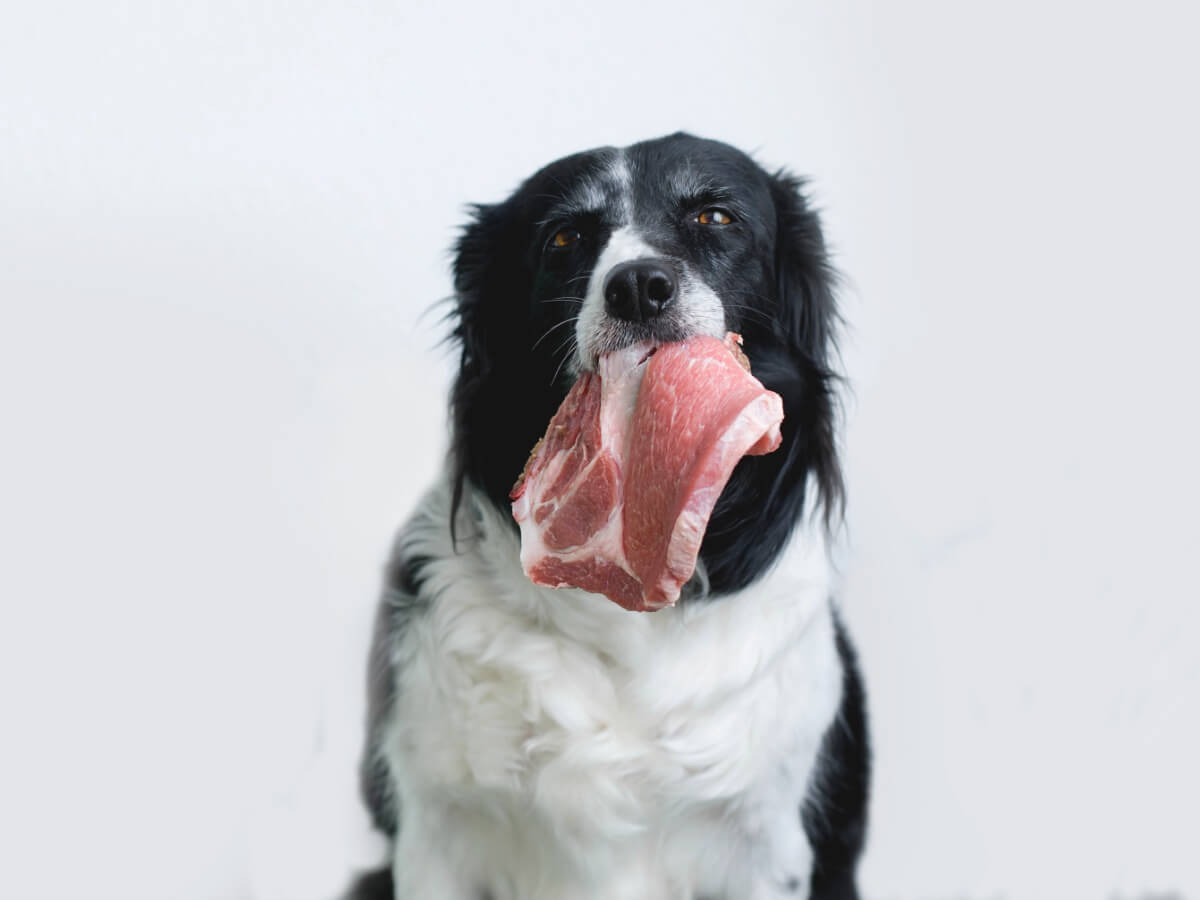 Raw pet food is not ideal, according to studies.