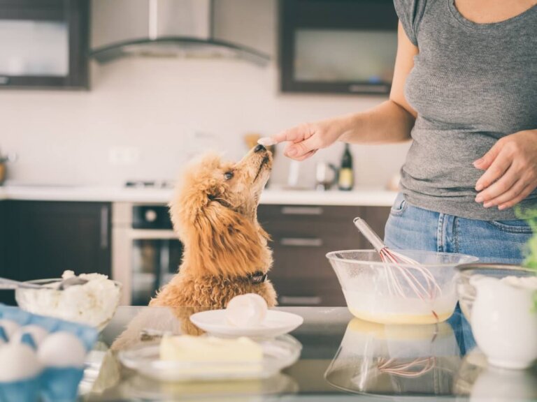 ¿Los perros pueden comer harina de trigo?