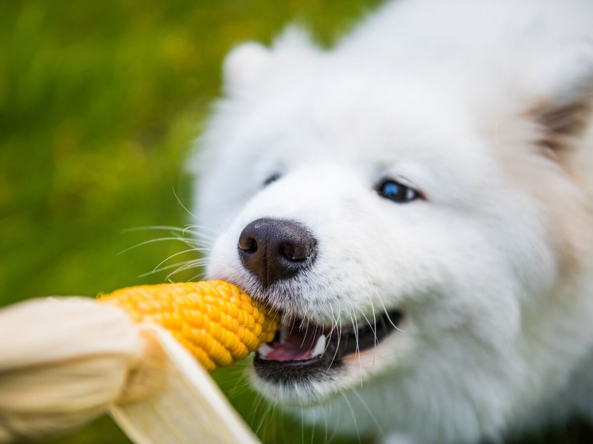 Un chien mange du maïs dans un champ.