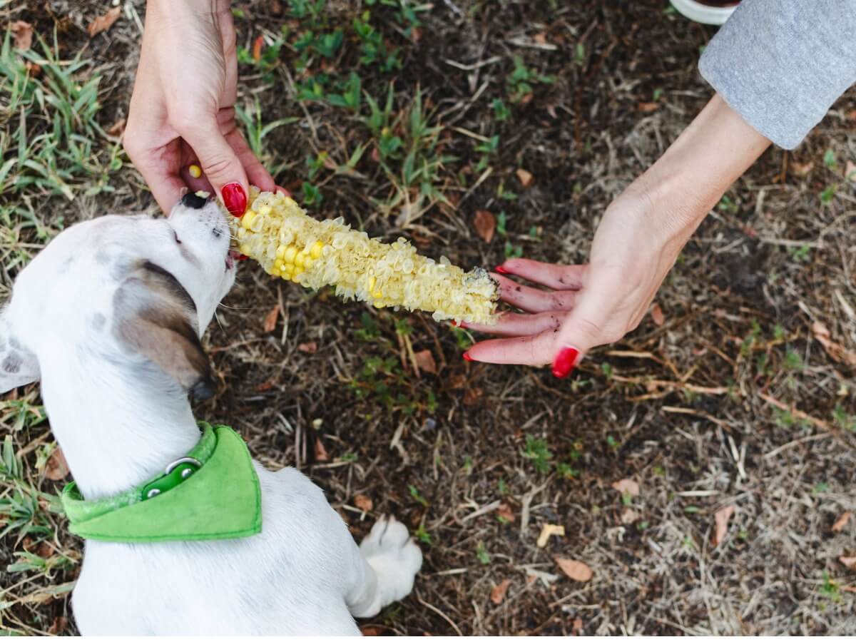 Un chien mange un épi.
