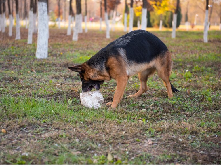 8 razones por las que tu perro come piedras