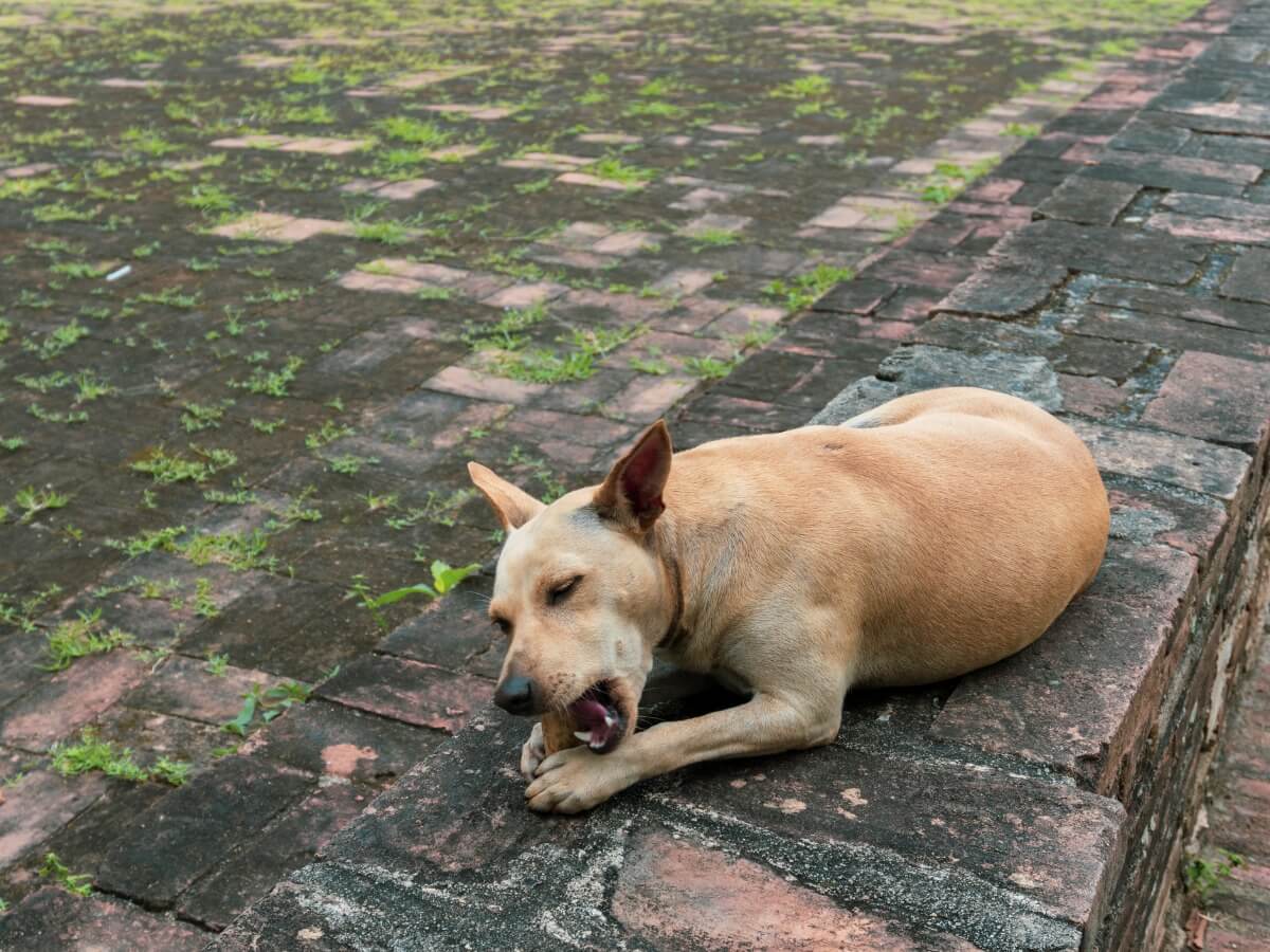 Un perro se come una piedra sobre un muro.