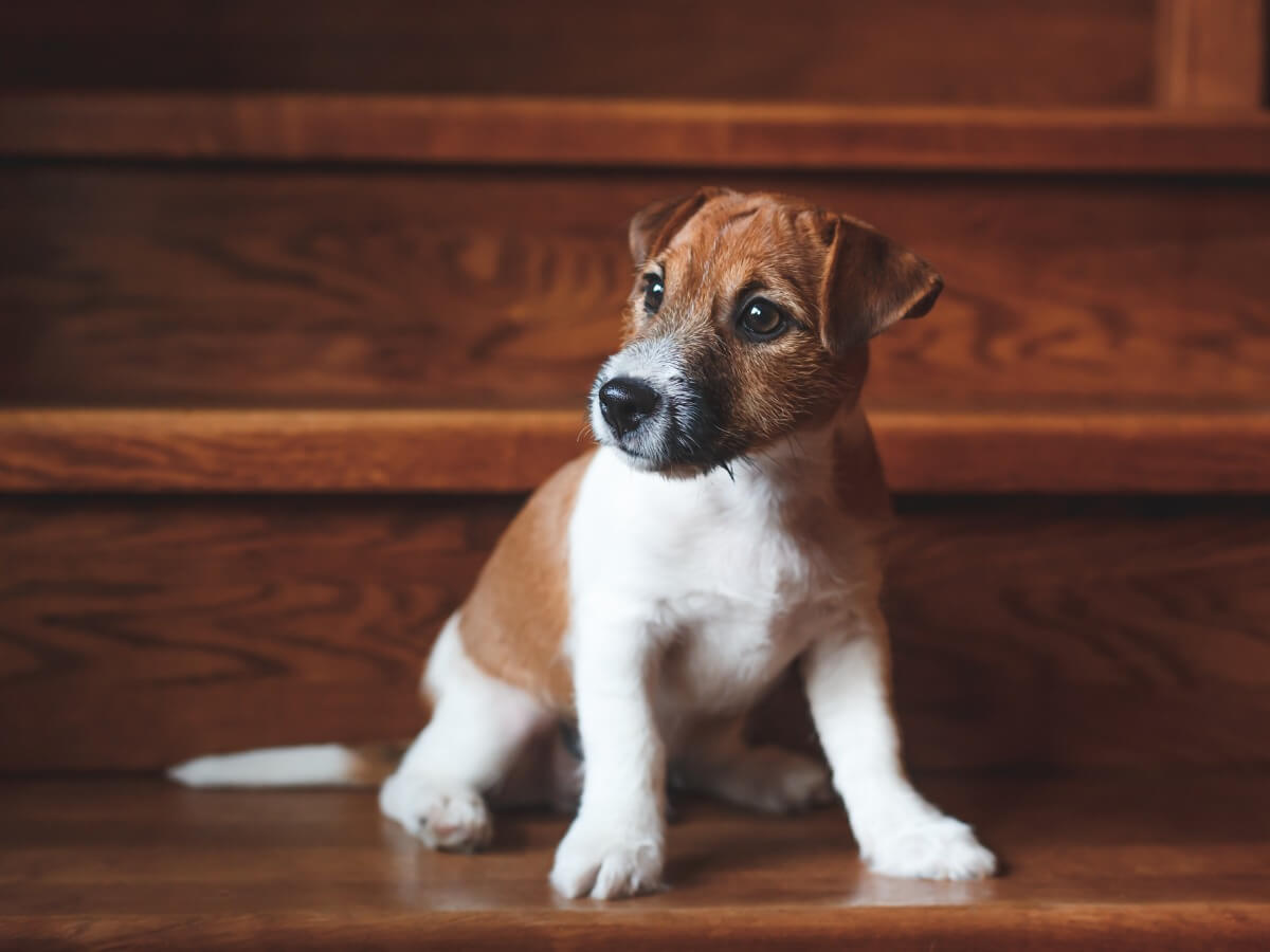 Un cane che sale le scale.