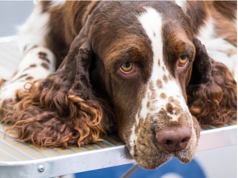 Mi perro tiene los ojos amarillos: ¿qué le pasa?