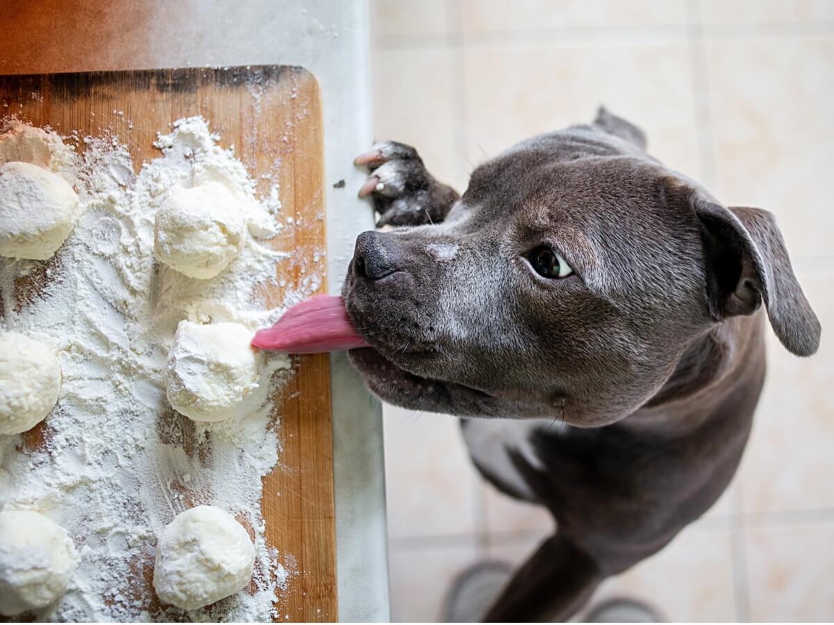 Un perro intentando comer harina.