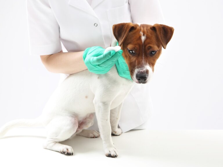 Parafimosis en perros: características, causas y tratamiento