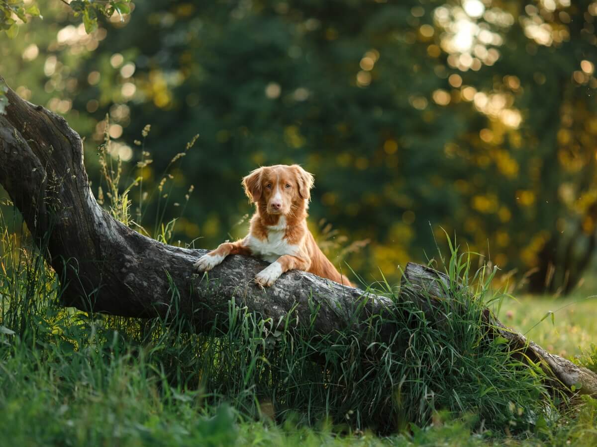Un perro encima de un tronco.