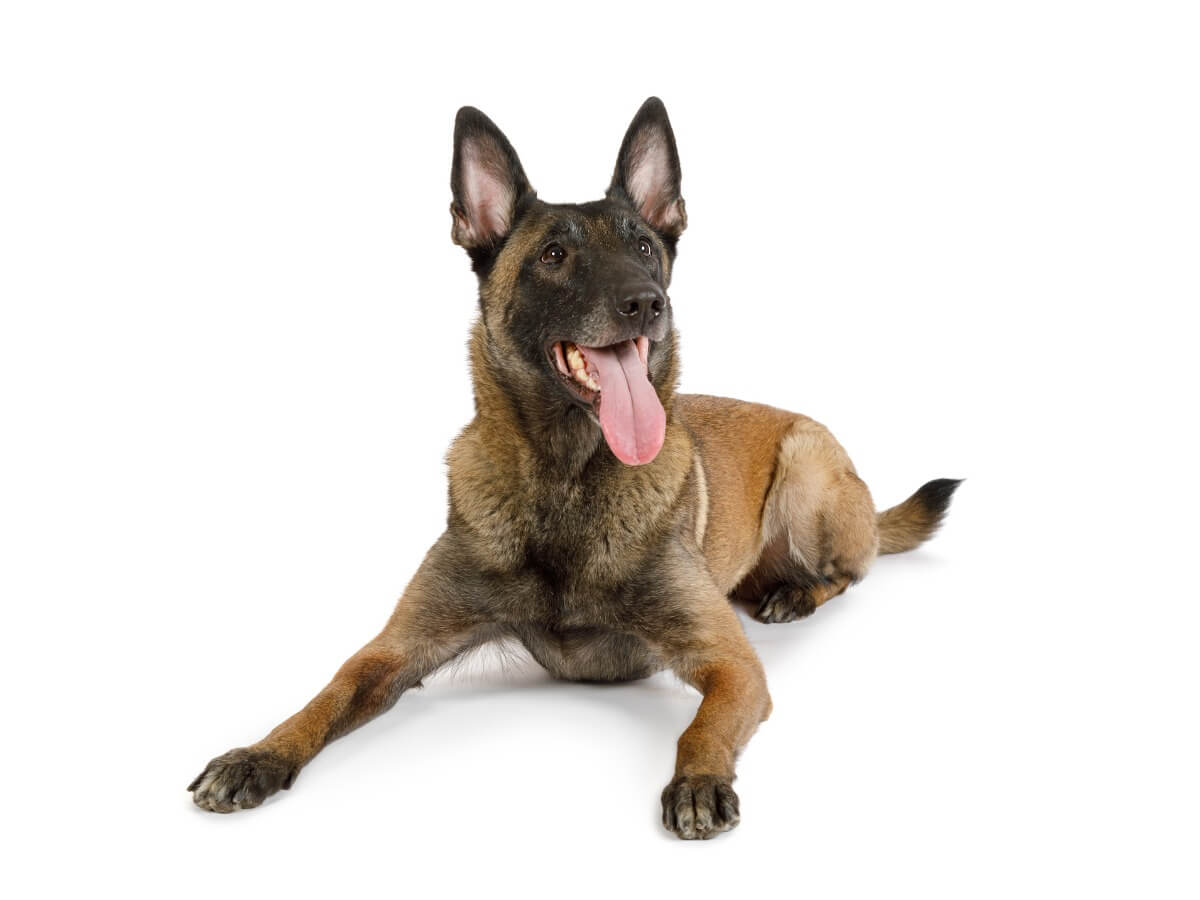 A malinois on a white background.