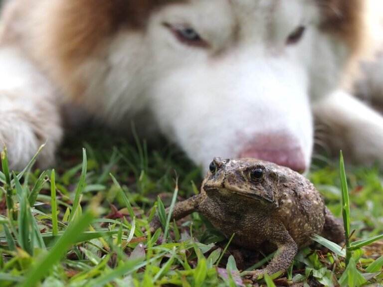 Intoxicación por sapo en perros: síntomas y tratamiento