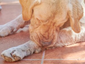 Seborrea en perros: síntomas, causas y tratamientos