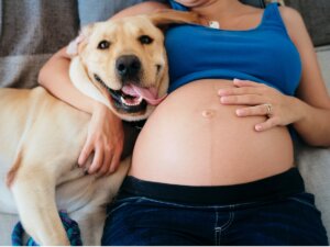 ¿Los perros detectan un embarazo?