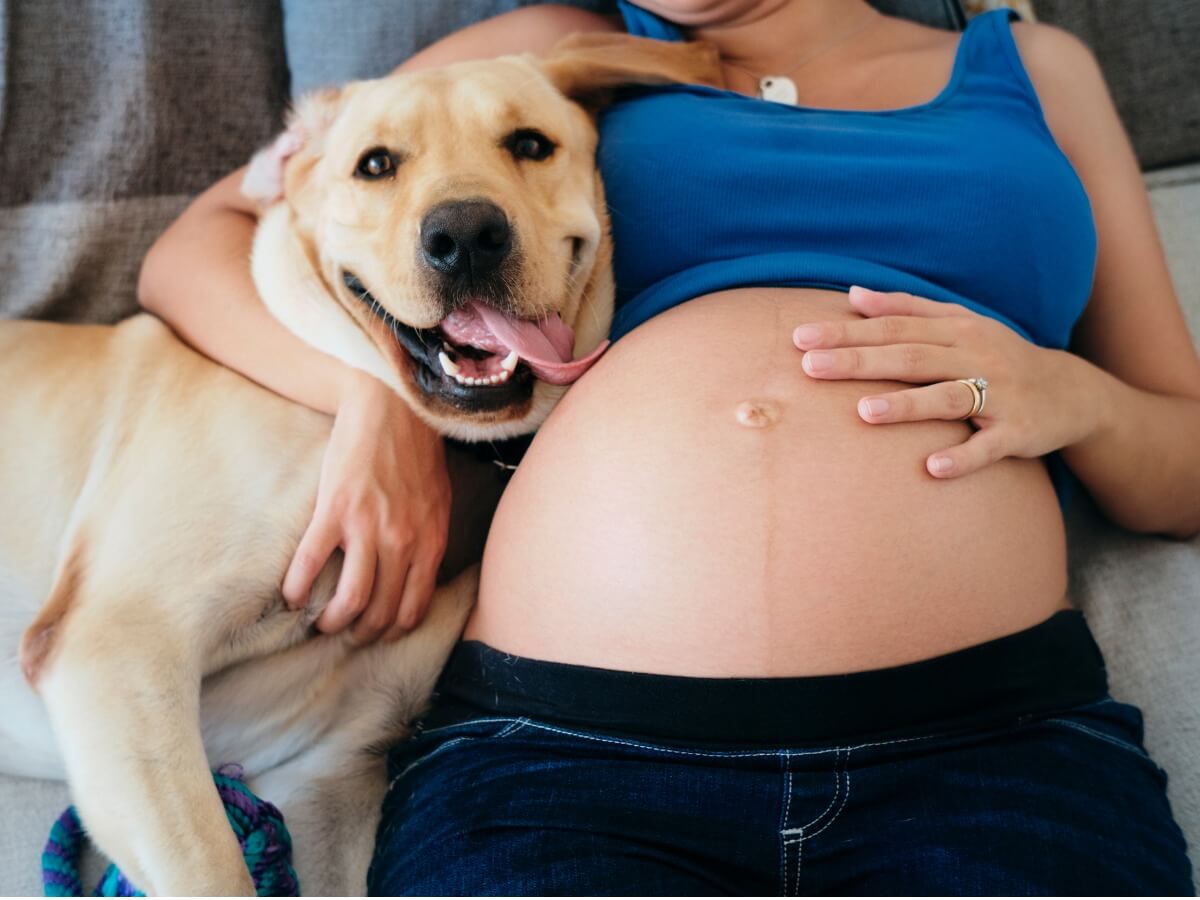 ¿Los perros detectan los embarazos?