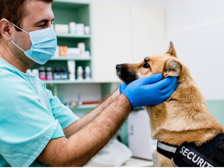 Parálisis facial en perros: síntomas, causas y tratamientos