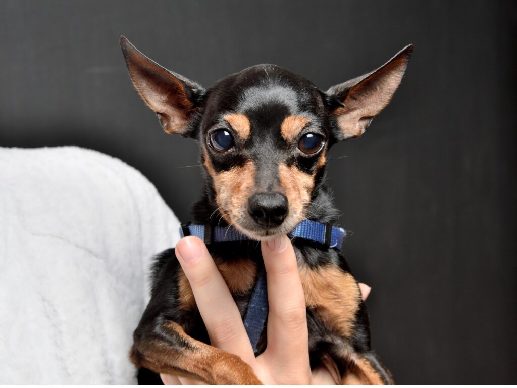 Diferencia entre pinscher y chihuahua