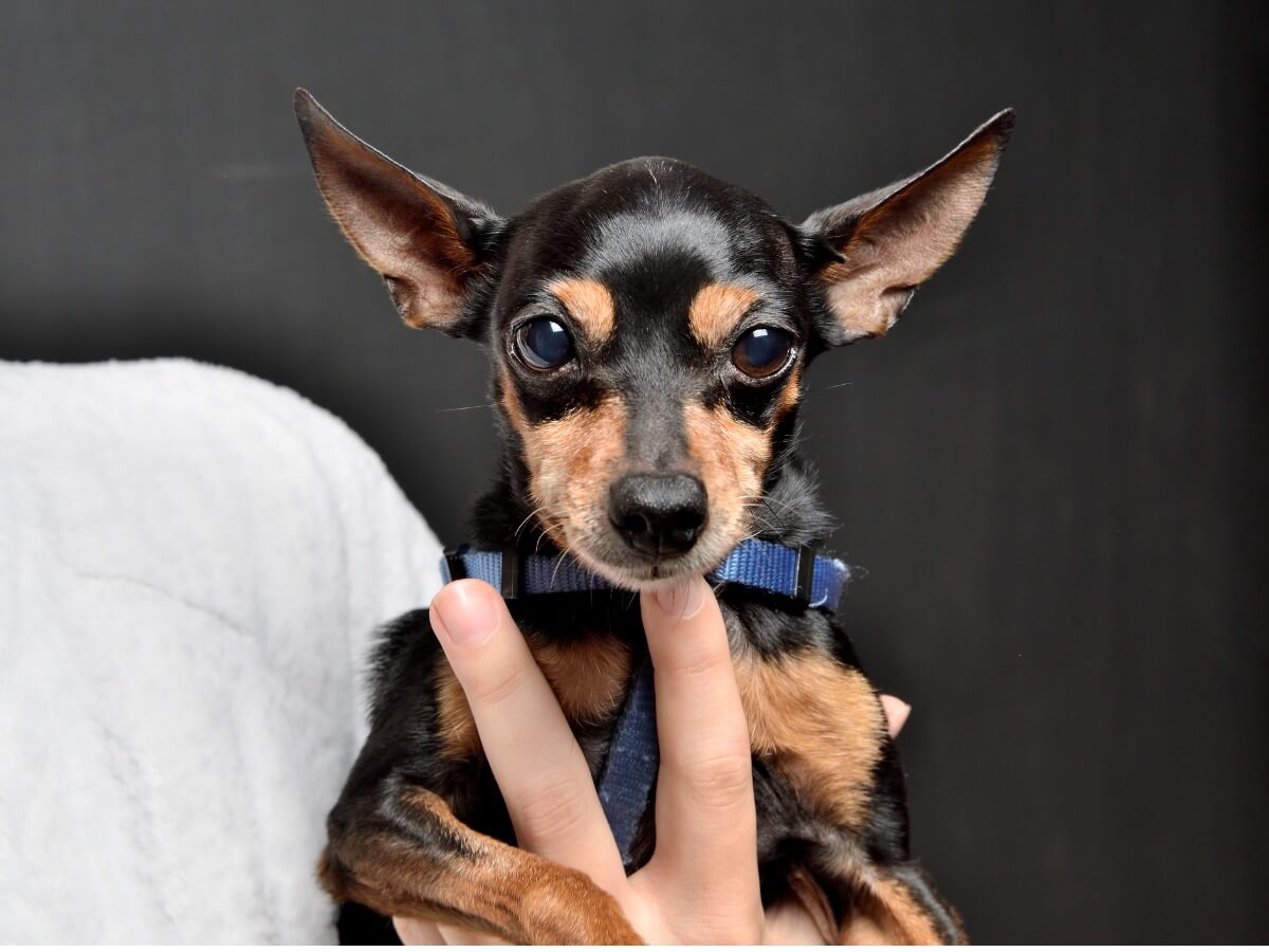 Un perro pinscher mini.