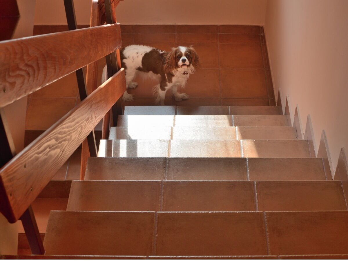 Un perro subiendo unas escaleras.