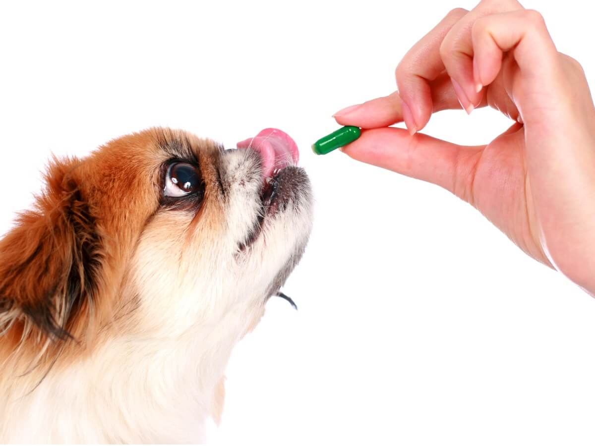 Hond krijgt een pil